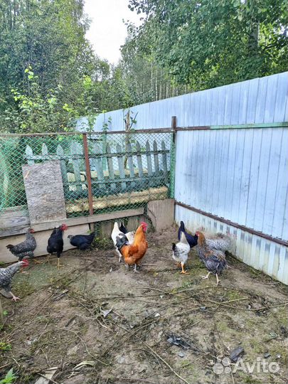 Семья билефельдеров