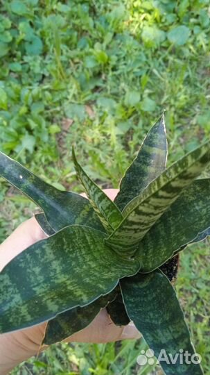 Сансевиерия тайгер гибрид