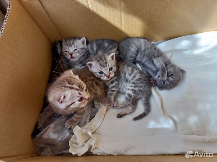 Шотландские вислоухие котята