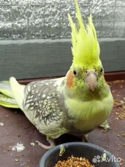 Попугай корелла ручной. торг