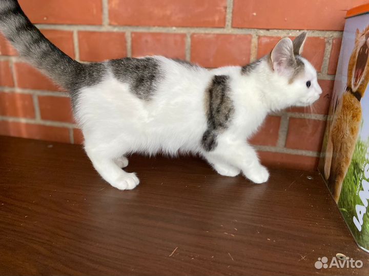 Пристраиваем котенка