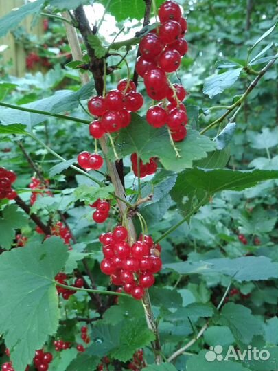 Малина, смородина, крыжовник, ирга, вишня, сирень