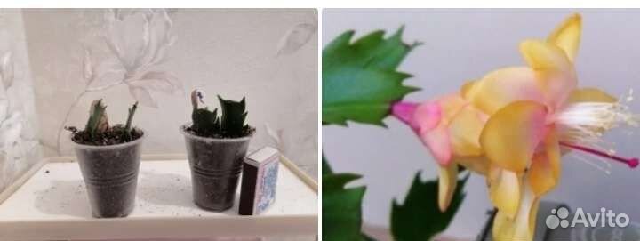 Декабристы,хатиора, пахистахис, катарантус