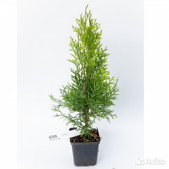 Туи смарагд