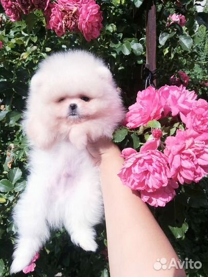 Мальчик Мишка Померанский шпиц