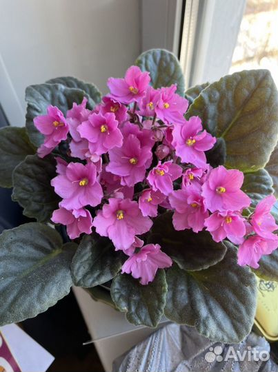 Фиалка розовая. Сенполия розовая. Рассада