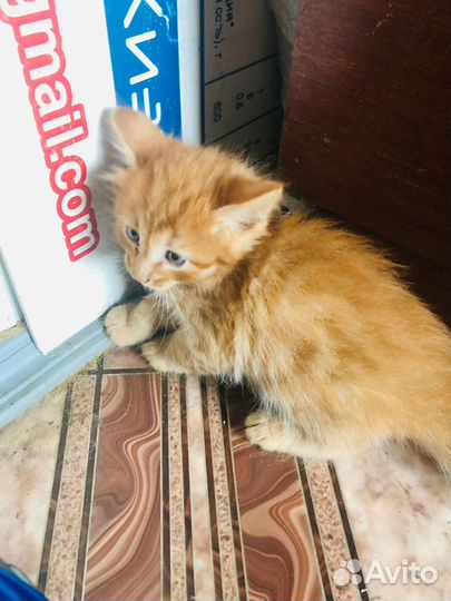 Котенок в добрые руки