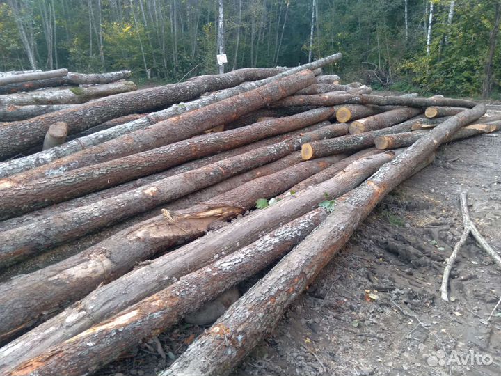 Ольха черная кругляк