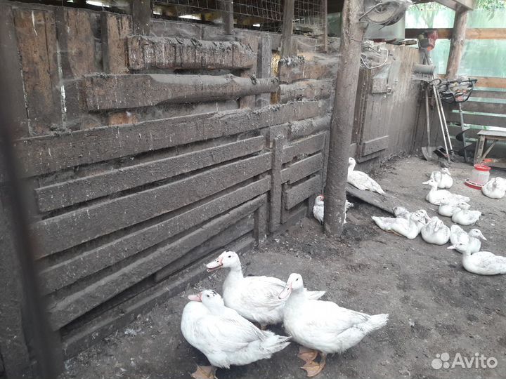 Куры утки гуси яйца