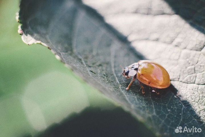 Макрокольца М42 + примеры фото