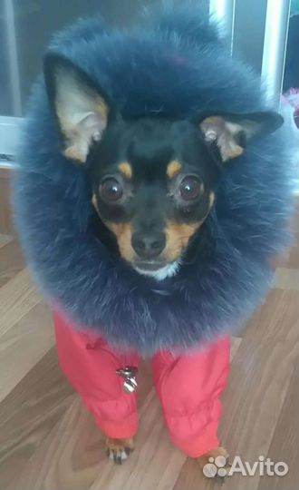 Комбинезон на той терьера