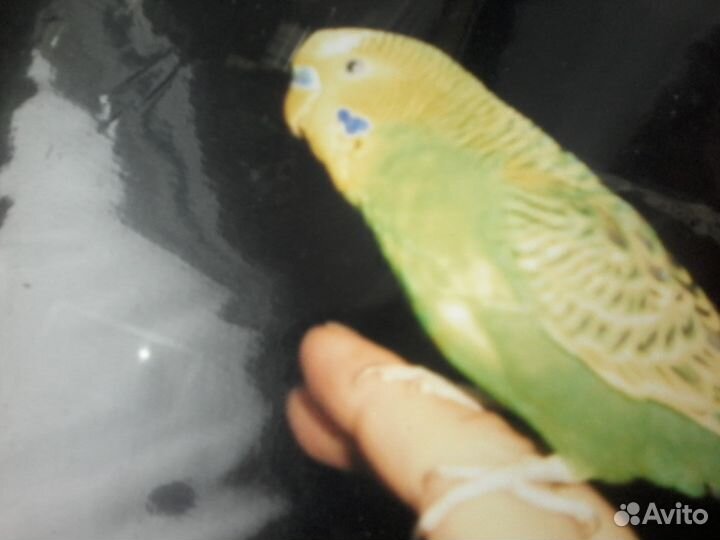 Волнистые попугайчики