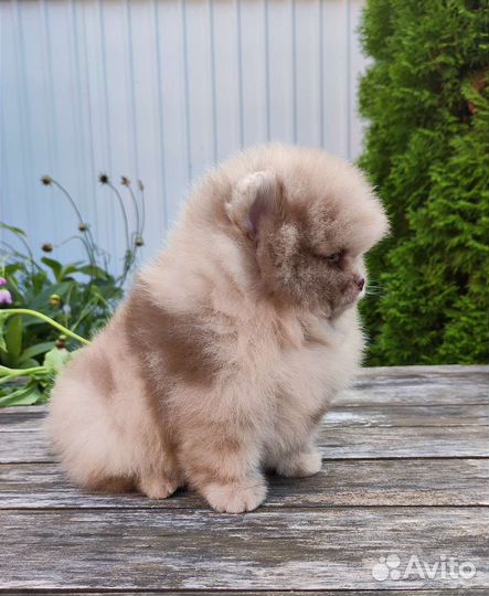 Типаж медвежий мерле