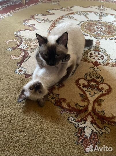 Тайские котята