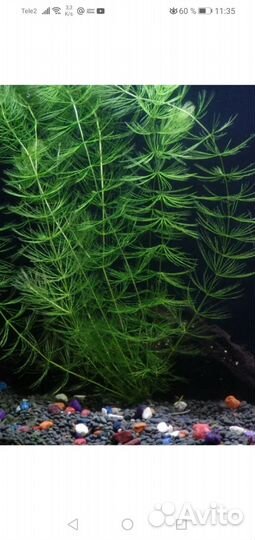 Аквариумное растение