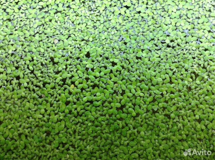 Отдам бесплатно ряску малую