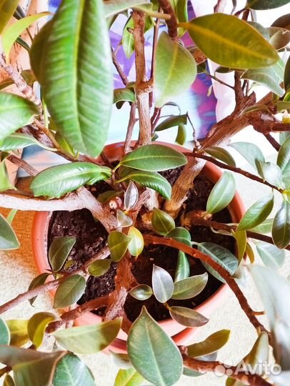Фикус эластика каучуконосный мелани (черенки)