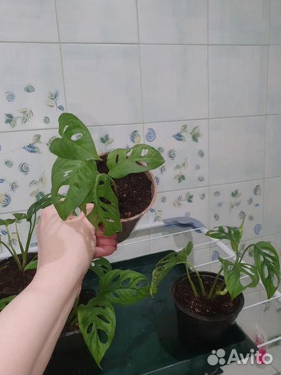 Монстера манки маск