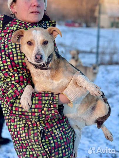 Небольшая собачка в добрые руки