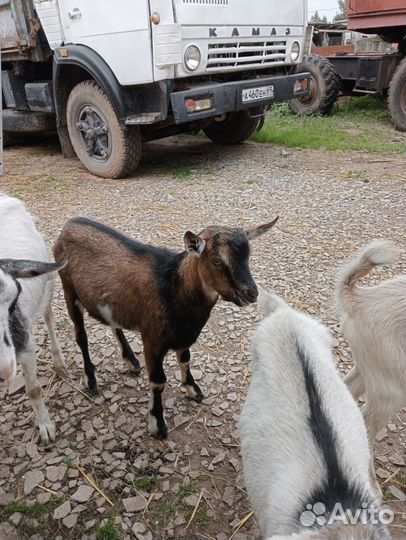 Козы дойные и козлята