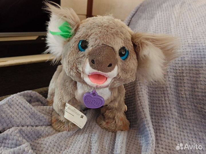 Коала Кристи