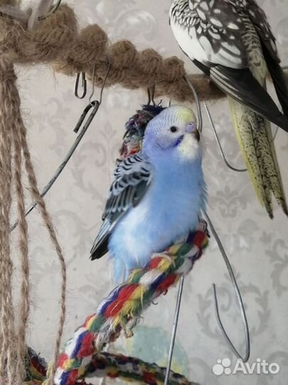 Птенец девочка волнистого попугая