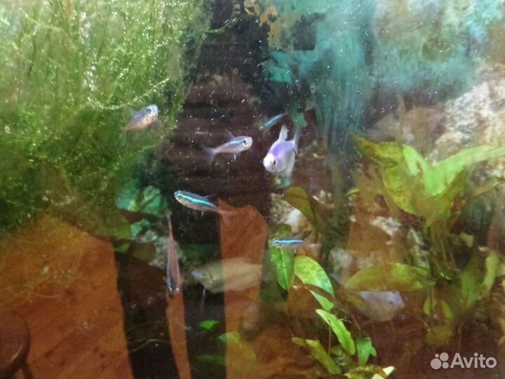 Аквариум 80-90 литров