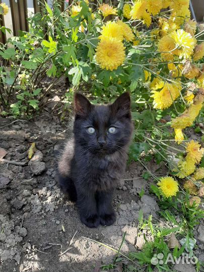 Котята отдам в добрые руки бесплатно