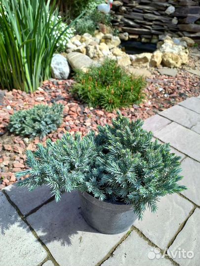 Можжевельник