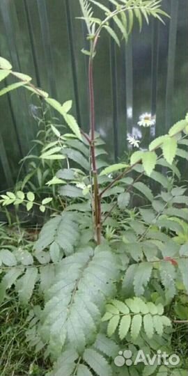 Рябина красная, саженцы