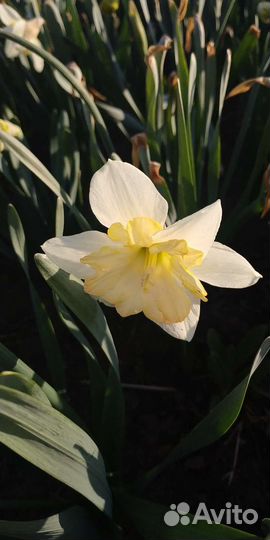 Луковицы нарциссов.Ченджинг