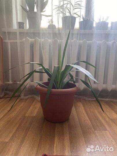 Пальма юкка