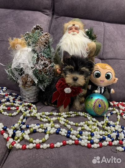 Йоркширский терьер