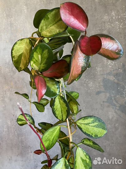 Хойя аустралис Лиза и Australis sunny side up