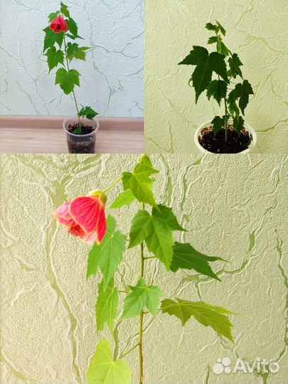 Гибискус красный и розовый. Абутилон