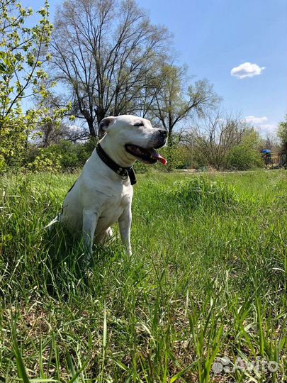 Собака, вязка