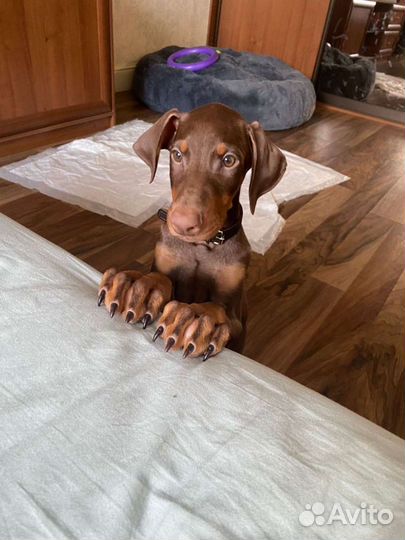 Щенки Добермана