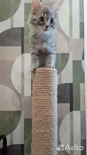 Отдам котенка в добрые руки