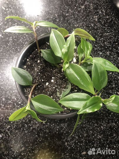 Традисканции обмен