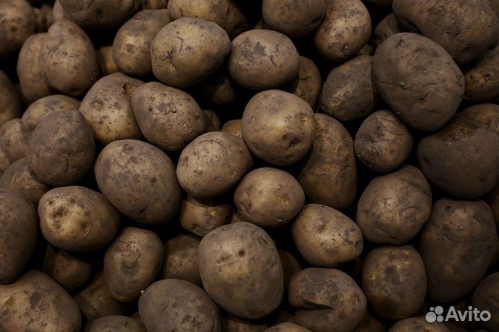 Продам картофель