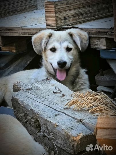 Щенок в добрые руки