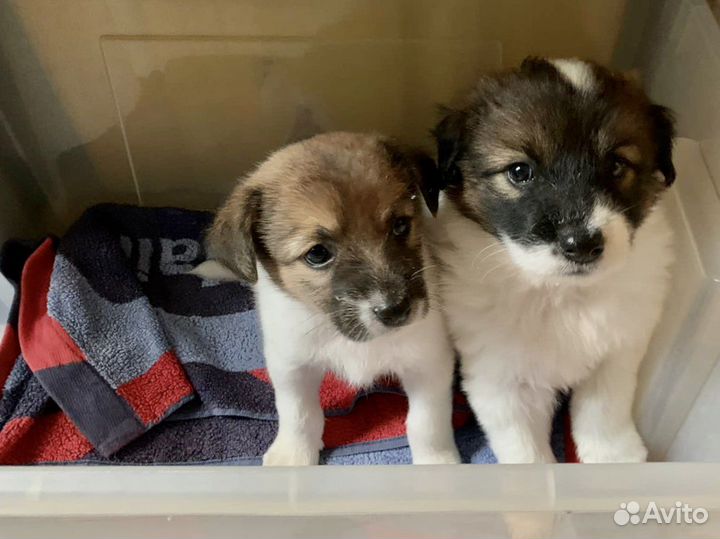 Щенок в добрые руки