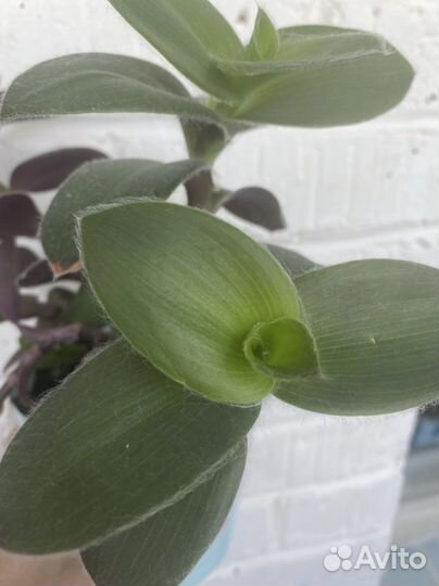 Традесканция силламонтана velvet hill