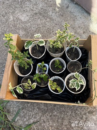 Бересклет 11шт