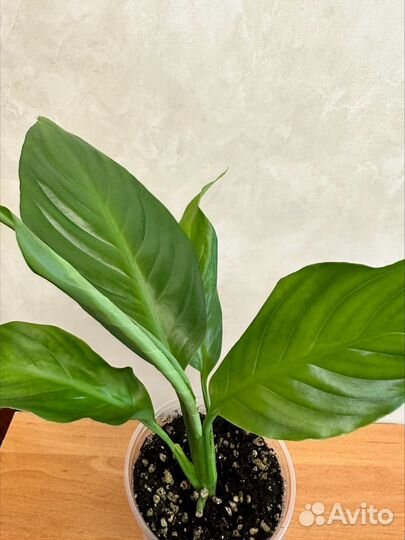 Спатифиллум Толстянка Каланхоэ