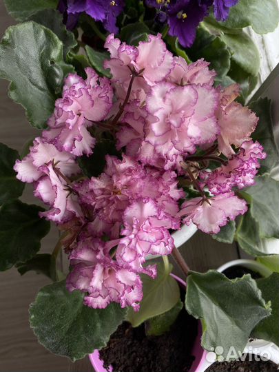 Сортовые фиалки