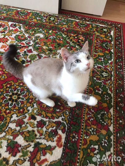 Котик в дар