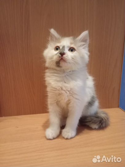 Трехцветный котенок, девочка, 3 месяца