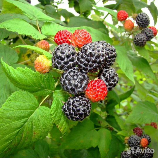 Саженцы ежемалины