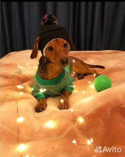 Карликовая такса